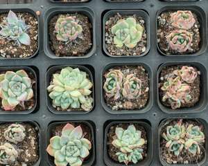 多肉植物怎么浇水，多久浇一次水