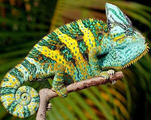 最容易饲养的变色龙——高冠变色龙