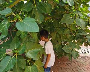 无花果快速生根法：水培诱导生根快！
