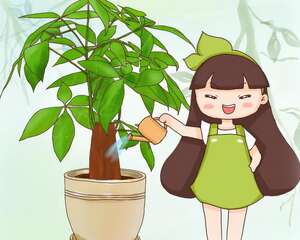 发财树怎么养？学会这几招，再也不烂根！