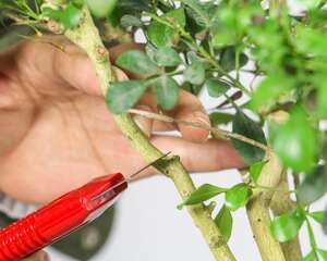 米兰花的花语及传说