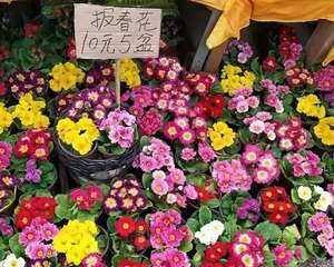 耐半阴的小草花，从冬一直开到春，花市10元5盆！