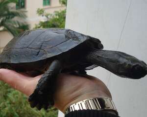 龟龟繁殖需要的条件