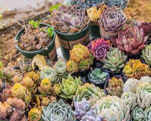 西藏拉萨养多肉，蓝天白云下，多肉美成一幅画！