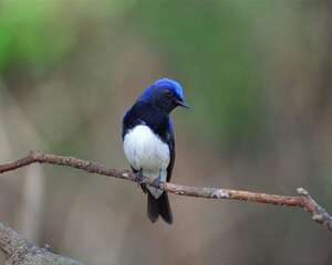 如何为观赏鸟修爪和修喙