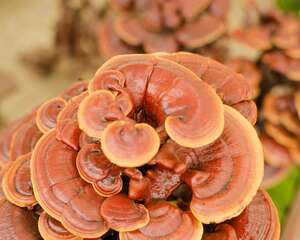 灵芝盆栽养殖方法，家中放灵芝盆景好不好