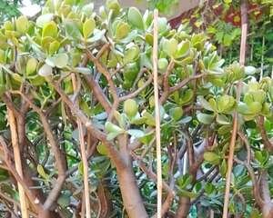 20年的玉树，为防止长疯，盆里插了一圈竹棍！