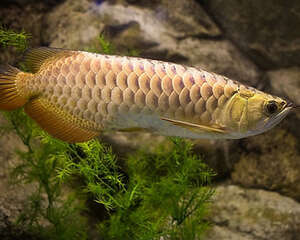 金龙鱼的外形特点