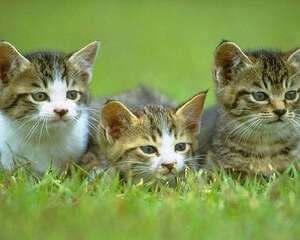 如何同时饲养几只猫