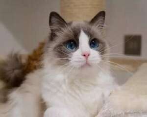 家猫品种有哪些?家猫品种大全