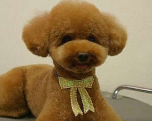 什么样的狗狗适合做造型