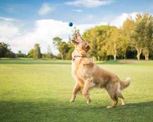 为什么金毛犬又被称为金毛寻回犬