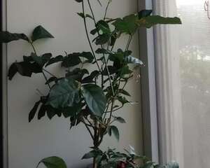 给花切个小口子，埋土里100%生根，根本不用扦插！