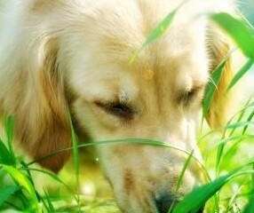 狗狗吃草不必惊慌