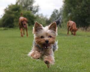 如何改善狗狗的掉毛状况