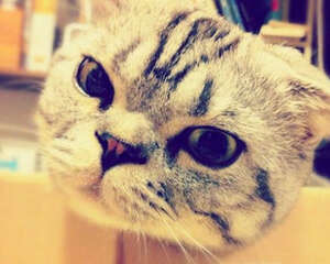 猫瘟治疗需要注意哪些问题