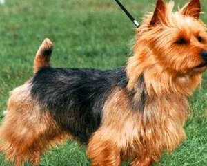 狗狗缺乏营养怎么办