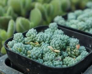 姬星美人的养殖方法和注意事项