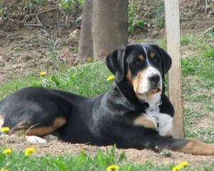 正确地为狗狗喂食鸡蛋