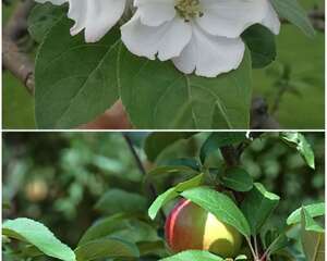 苹果属品种介绍