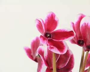 仙客来的风水作用