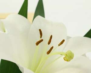 百合花怎么繁殖