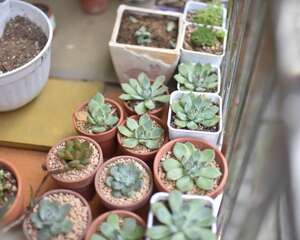 十二卷多肉怎么养