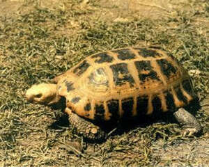 印度陆龟的饲养要点