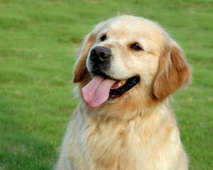 蛋黄对狗狗有哪些作用