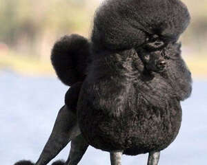 当心狗狗得富贵病