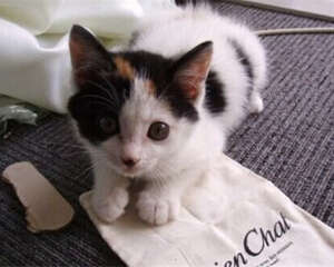 教你让猫吐毛球的方法