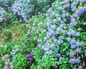 家里养盆它，开花大、气质好，谁见都要夸！