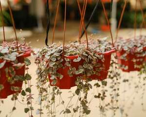 爱之蔓怎么施肥