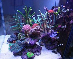 海水缸爆藻方法