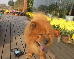 如何看护好自己的狗狗