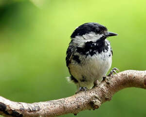 为什么鸟会去撞飞机