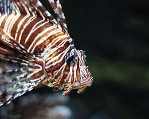 臭氧机在水族中的应用