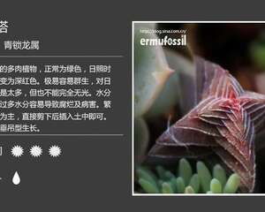 100种常见多肉植物图鉴