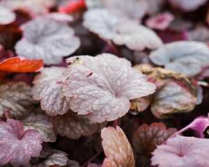 矾根常见问题及解决办法