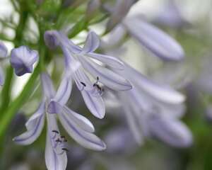 百子莲怎么繁殖