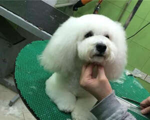 犬腰椎间盘突出病如何治疗