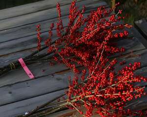 不怕冷的花，越冻越红火，零下30°死不了！