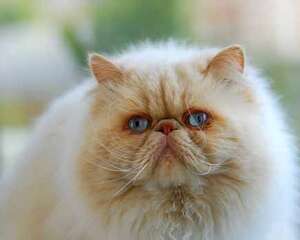 猫咪每天早晨固定时间叫是怎么回事