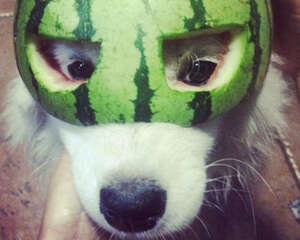 狗狗夏天能吃西瓜么？