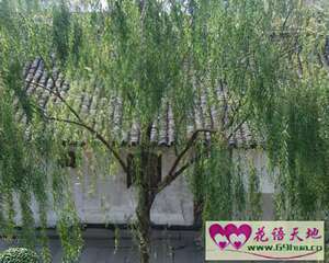 杨柳的花语和象征代表意义：思乡、依依不舍