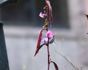 阳台怎么种植扁豆？