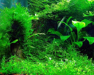 水族箱换水的频率问题解析