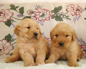 人畜共患病的传播途径是什么