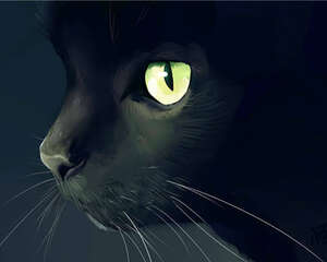 猫为什么是夜视高手