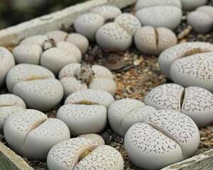 绫耀玉Dinteranthus vanzylii，沙漠中的汉白玉~